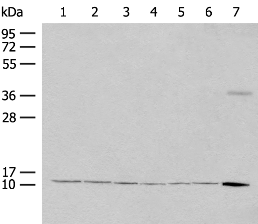 Anti-RPS27L Rabbit Polyclonal Antibody