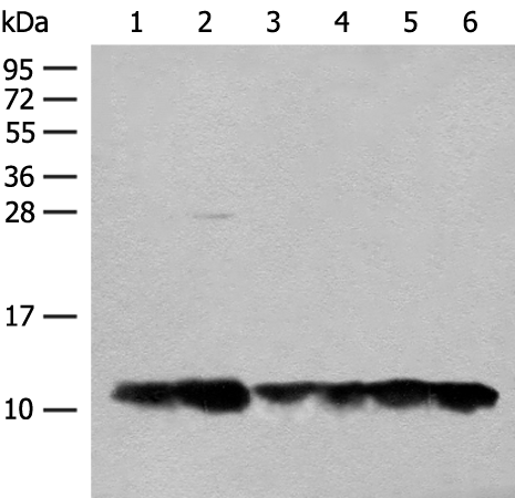 Anti-ATP5MG Rabbit Polyclonal Antibody