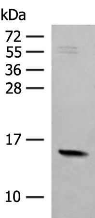 Anti-RPS12 Rabbit Polyclonal Antibody
