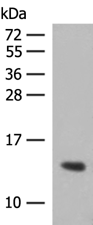 Anti-Fetal Hemoglobin Rabbit Polyclonal Antibody