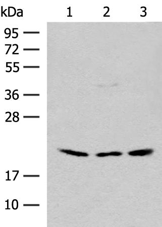 Anti-RPL23A Rabbit Polyclonal Antibody