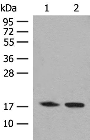Anti-C8orf44 Rabbit Polyclonal Antibody
