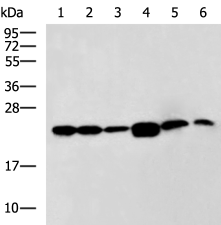 Anti-RPL17 Rabbit Polyclonal Antibody