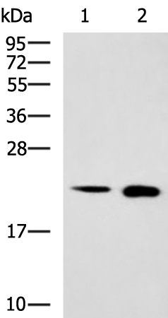 Anti-SRI Rabbit Polyclonal Antibody