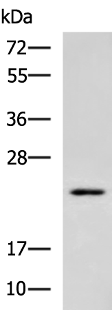 Anti-PSMB3 Rabbit Polyclonal Antibody