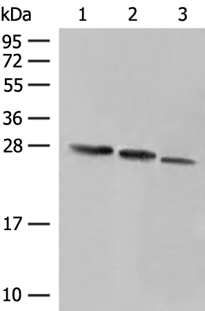 Anti-PCTP Rabbit Polyclonal Antibody