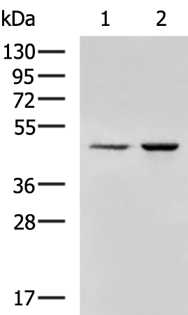 Anti-ANKRD10 Rabbit Polyclonal Antibody