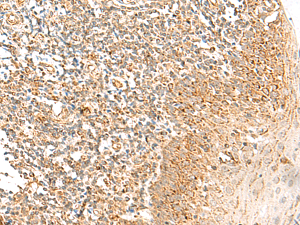 Anti-MRPS18B Rabbit Polyclonal Antibody