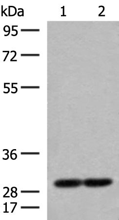 Anti-MRPS18B Rabbit Polyclonal Antibody