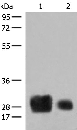 Anti-HLA DRB1 Rabbit Polyclonal Antibody