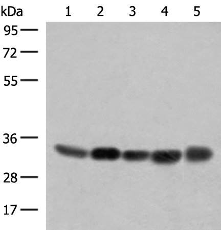 Anti-COPE Rabbit Polyclonal Antibody