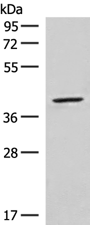 Anti-NSUN4 Rabbit Polyclonal Antibody