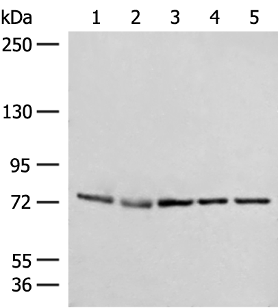 Anti-POLH Rabbit Polyclonal Antibody