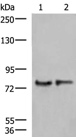 Anti-GPSM1 Rabbit Polyclonal Antibody
