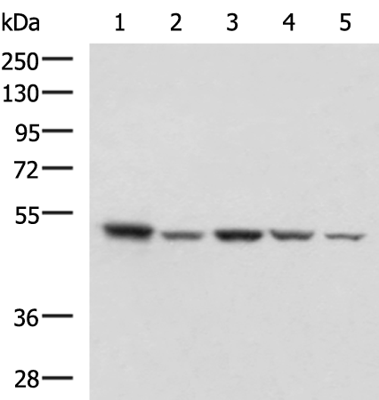 Anti-ENO3 Rabbit Polyclonal Antibody