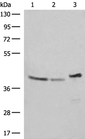 Anti-ERAL1 Rabbit Polyclonal Antibody