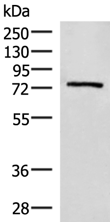 Anti-EXD2 Rabbit Polyclonal Antibody