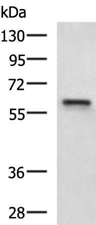 Anti-LPCAT2 Rabbit Polyclonal Antibody