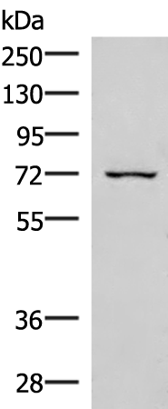Anti-eIF2AK1 Rabbit Polyclonal Antibody