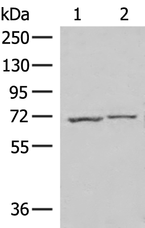 Anti-ECD Rabbit Polyclonal Antibody