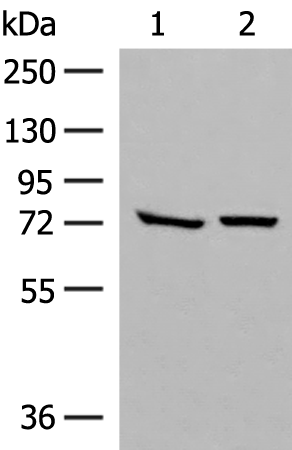 Anti-POMGNT1 Rabbit Polyclonal Antibody