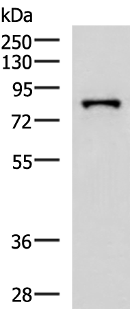 Anti-PRPF3 Rabbit Polyclonal Antibody
