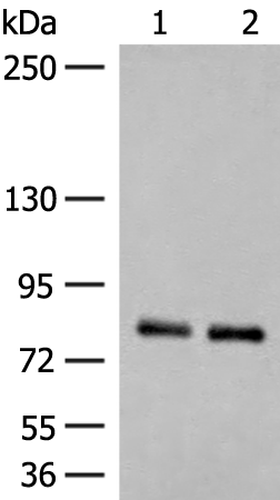 Anti-NGEF Rabbit Polyclonal Antibody