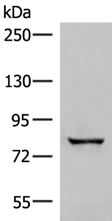 Anti-TPR Repeat Protein 12 Rabbit Polyclonal Antibody