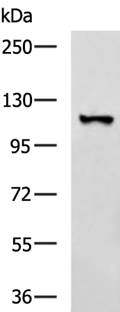Anti-TPR Repeat Protein 16 Rabbit Polyclonal Antibody