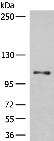 Anti-HPS3 Rabbit Polyclonal Antibody