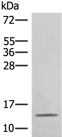 Anti-RPL34 Rabbit Polyclonal Antibody