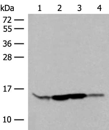 Anti-RPP14 Rabbit Polyclonal Antibody