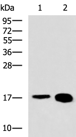 Anti-LBH Rabbit Polyclonal Antibody