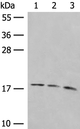 Anti-LMO3 Rabbit Polyclonal Antibody