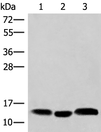 Anti-HBE1 Rabbit Polyclonal Antibody