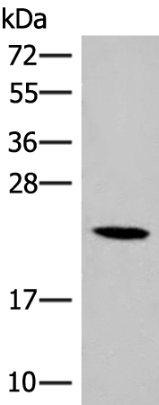 Anti-DHFR Rabbit Polyclonal Antibody