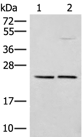 Anti-DNAJC12 Rabbit Polyclonal Antibody
