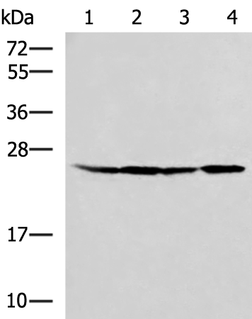 Anti-RPL13A Rabbit Polyclonal Antibody