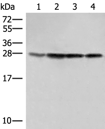 Anti-SEC22B Rabbit Polyclonal Antibody