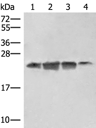 Anti-eIF3K Rabbit Polyclonal Antibody