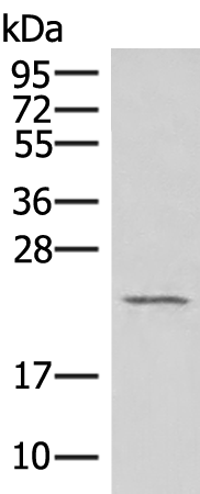 Anti-POP4 Rabbit Polyclonal Antibody
