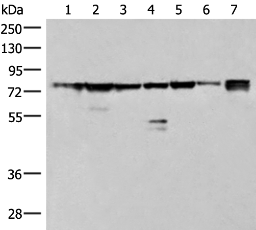 Anti-THNSL1 Rabbit Polyclonal Antibody