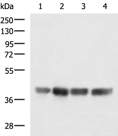 Anti-MRPS35 Rabbit Polyclonal Antibody