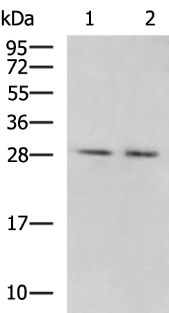 Anti-KCNIP4 Rabbit Polyclonal Antibody