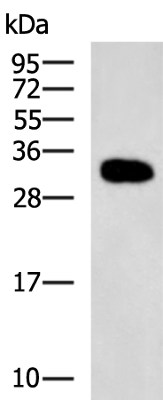 Anti-ZNF688 Rabbit Polyclonal Antibody