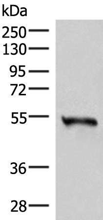 Anti-RETREG1 Rabbit Polyclonal Antibody