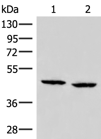 Anti-ZFYVE27 Rabbit Polyclonal Antibody