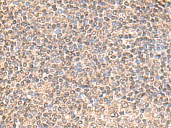 Anti-IQCD Rabbit Polyclonal Antibody