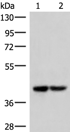 Anti-IQCD Rabbit Polyclonal Antibody