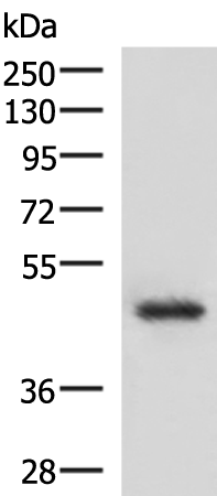 Anti-LDB1 Rabbit Polyclonal Antibody
